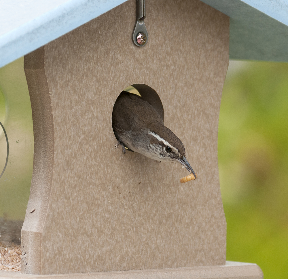 Bewick's Wren