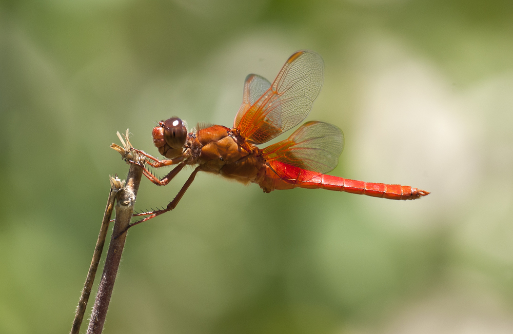 Neon Skimmer - Libellula croceipennis ♂