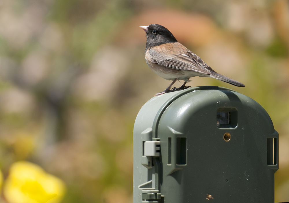 Dark-eyed Junco ♂