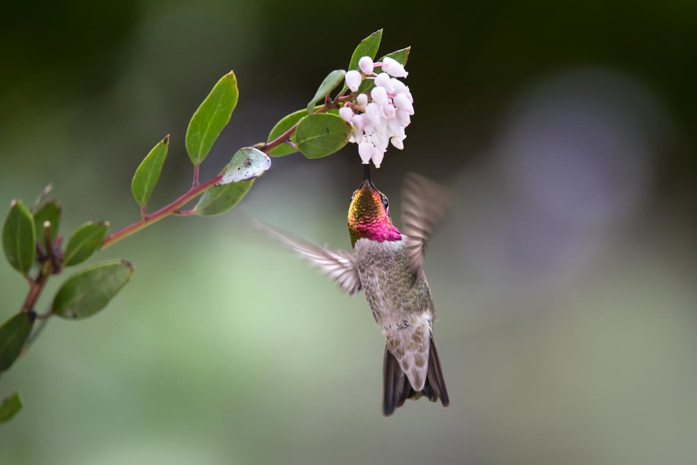 Anna’s Hummingbird feeding from Arctostaphylos bakeri flowers.