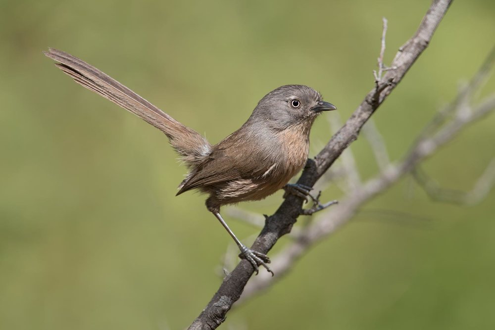 Wrentit - Chamaea fasciata