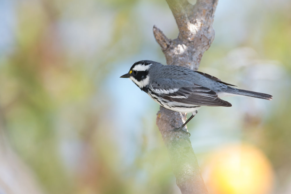 Black-throated Gray Warbler