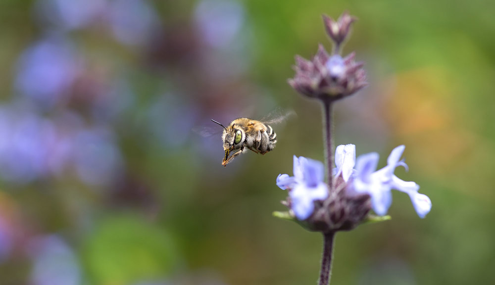 Anthophorine Bee - Anthophora curta