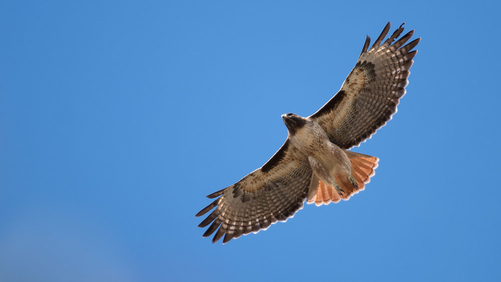 Adult Red-tailed hawk