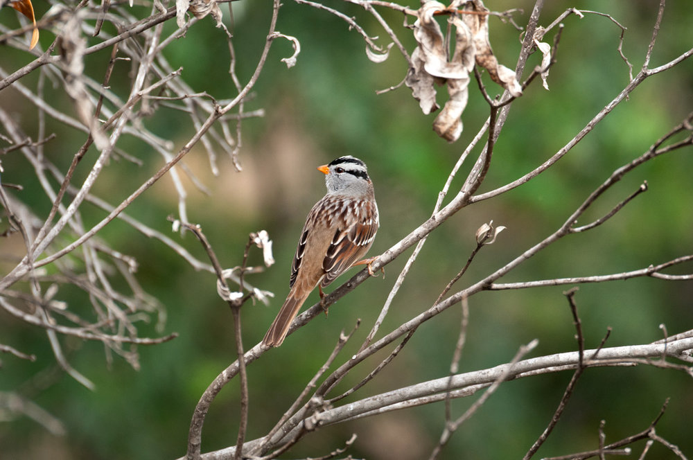 Adult “Gambel's” White-crowned sparrow.