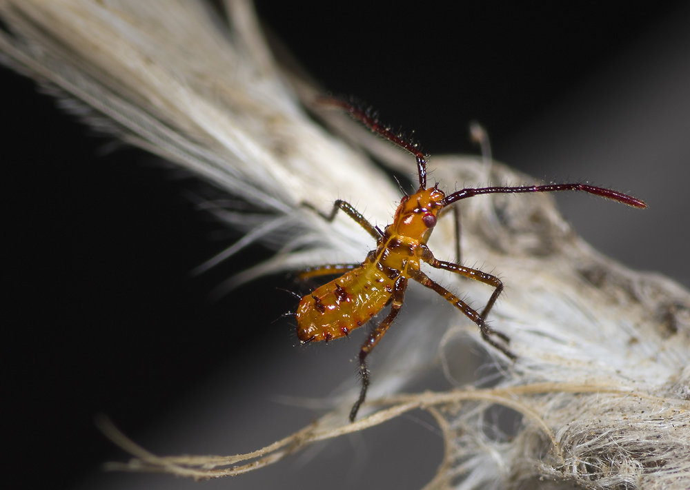 Nymph of Leaf-footed Bug - Leptoglossus sp.