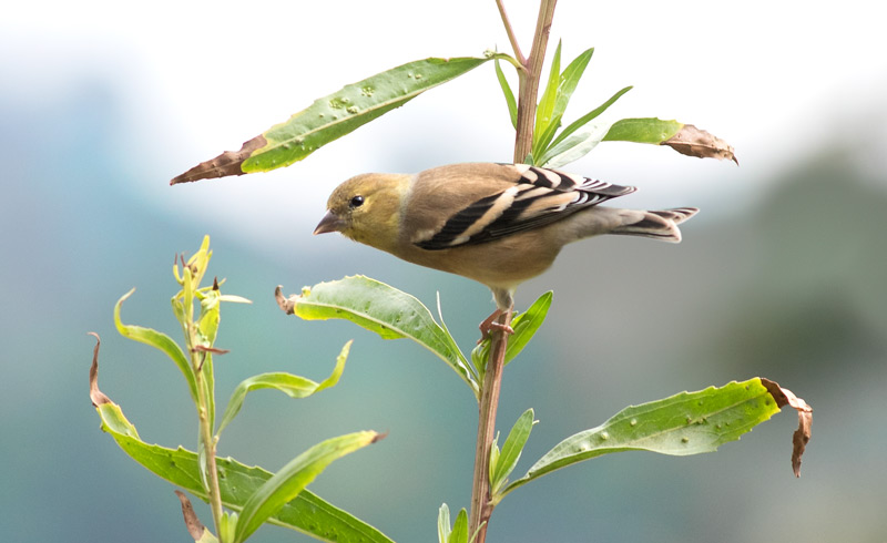 American goldfinch