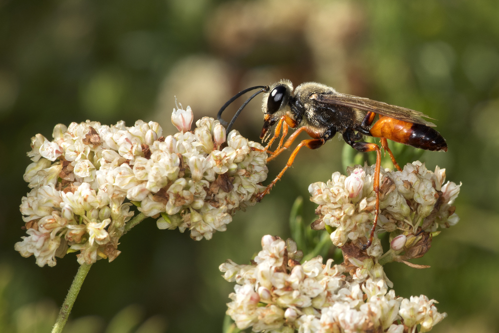 Great golden digger wasp - Sphex ichneumoneus