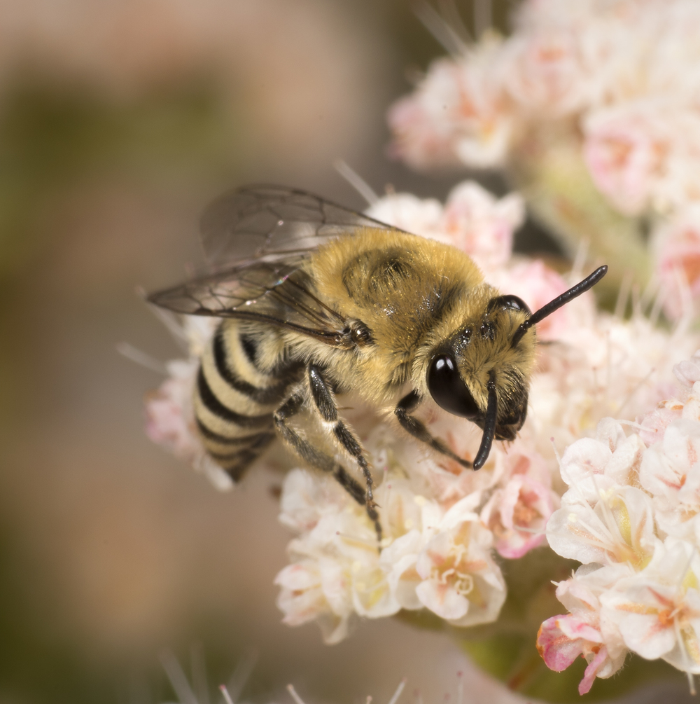 Slevin's cellophane bee - Colletes slevini