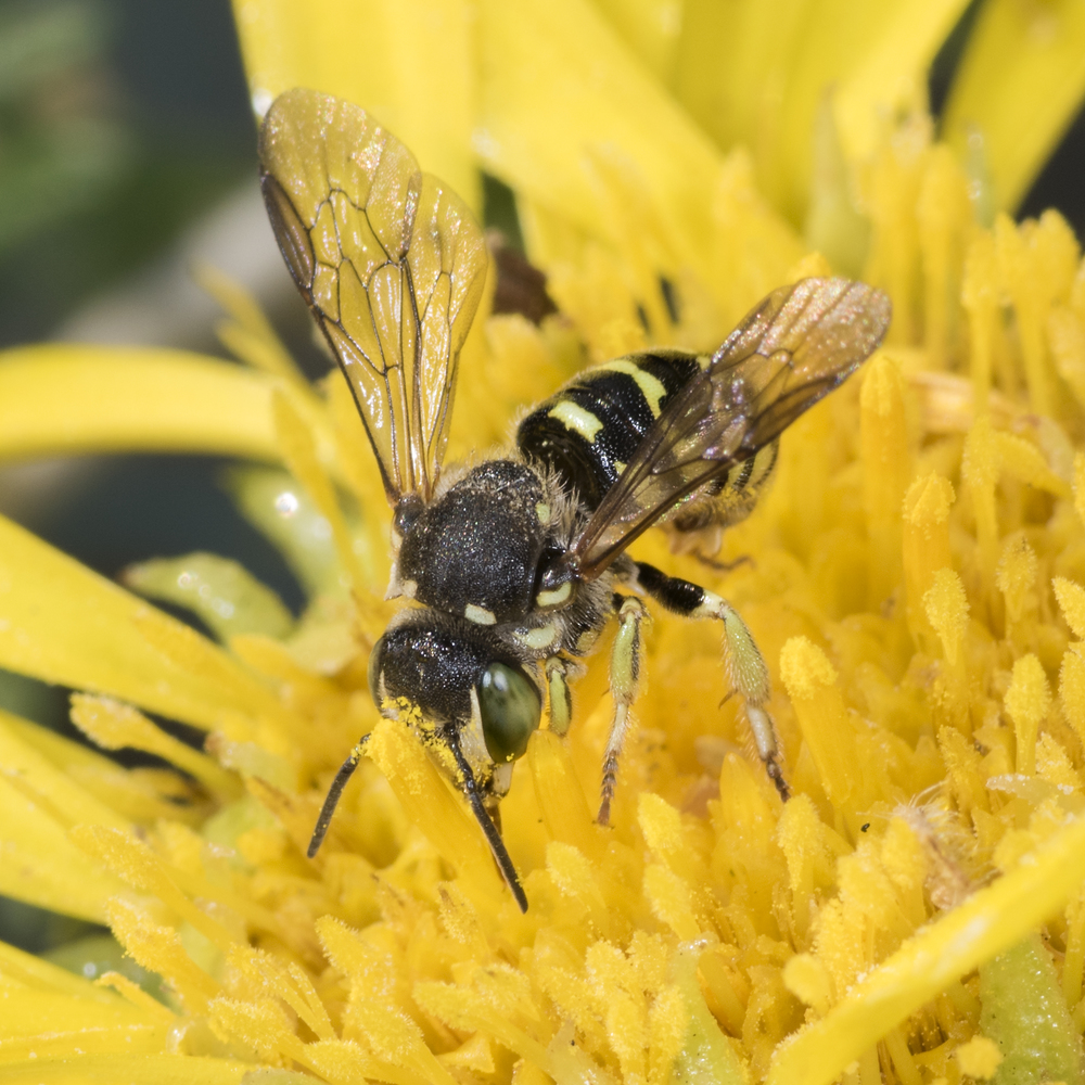 Diversity Of Native Bees - Gottlieb Native Garden