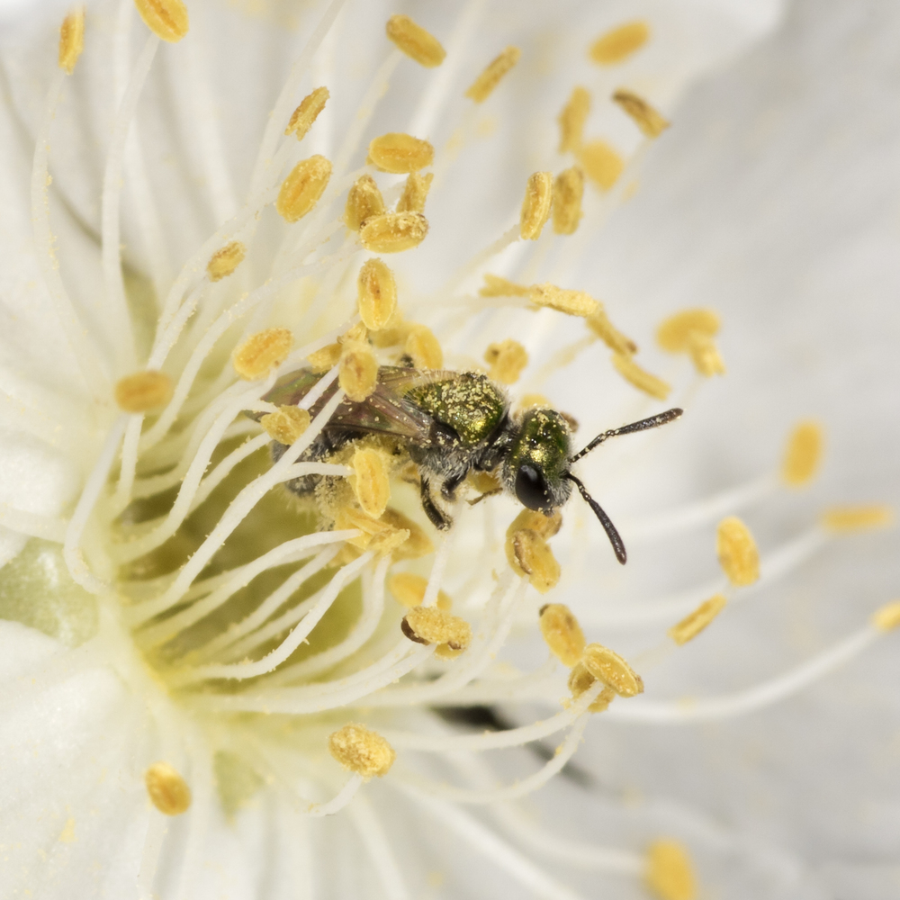 Sweat bee - Halictus tripartitus