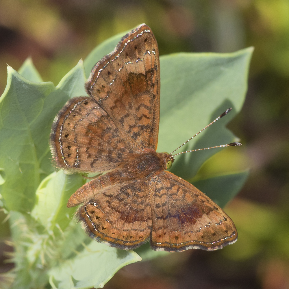 Fatal metalmark - Calephelis nemesis ♂