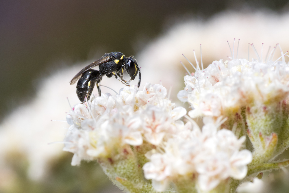 Yellow masked bee - Hylaeus sp. ♀ on Eriogonum fasciculatum flower.