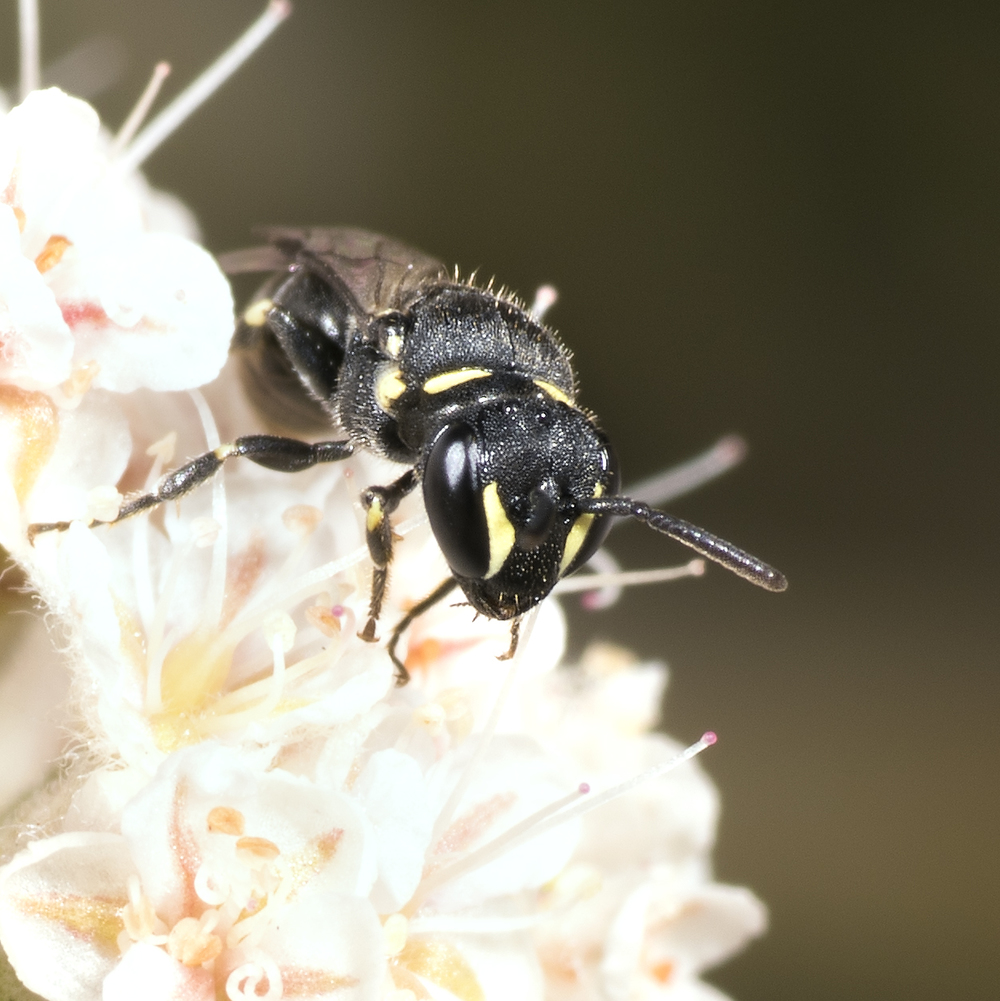 Hylaeus sp. ♀