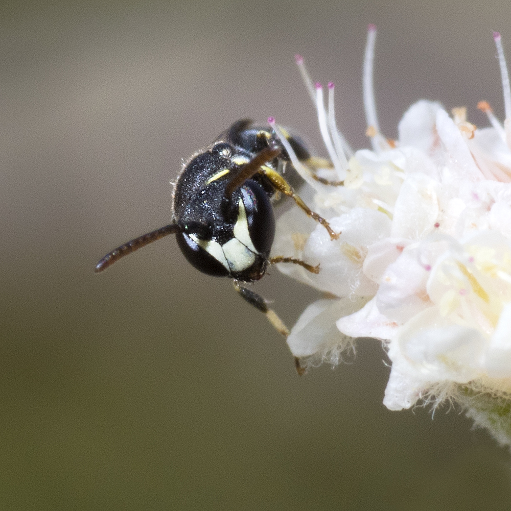 Hylaeus sp. ♂