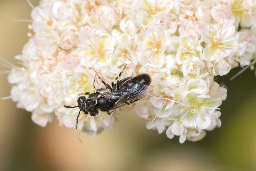 Hylaeus sp. ♂♀ mating
