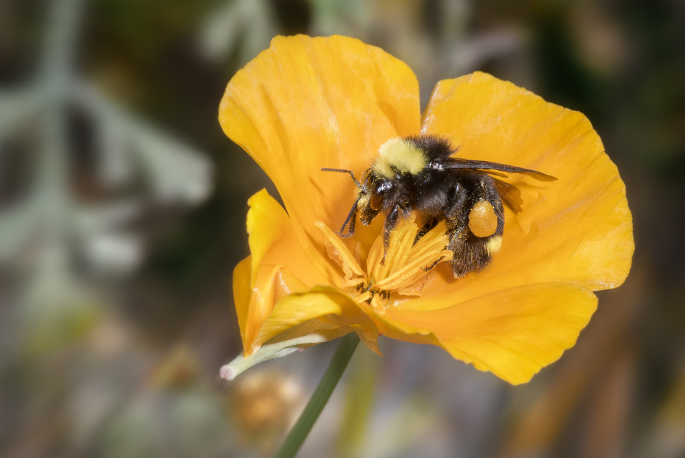 Yellow-faced bumble bee - Bombus vosnesenskii ♀ on California Poppy - Eschscholzia californica