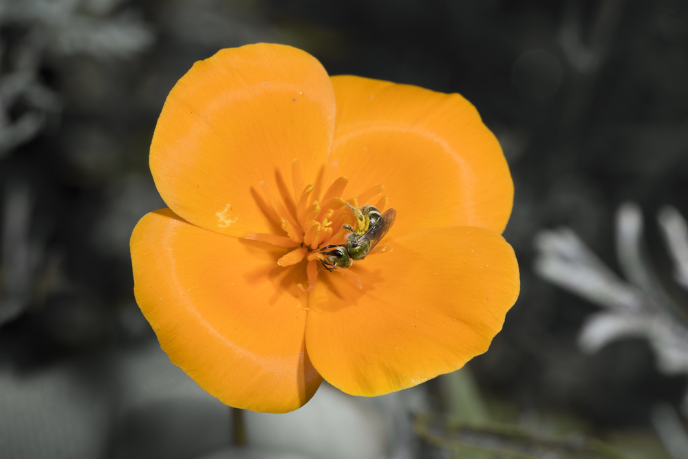 California Poppy - Eschscholzia californica and Sweat Bee - Halibuts tripartitus ♀