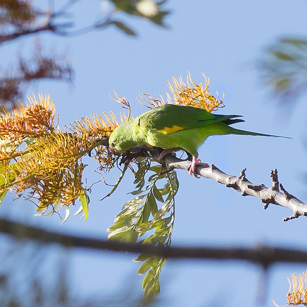 Yellow-chevroned parakeet - Brotogeris chiriri