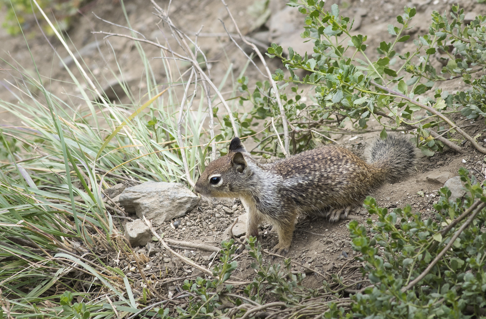 California ground squirrel- Otospermophilus beecheyi