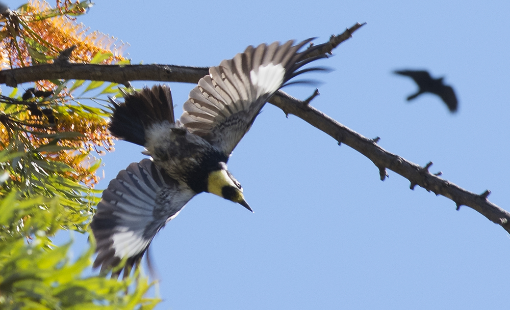 Acorn Woodpecker and Common Raven