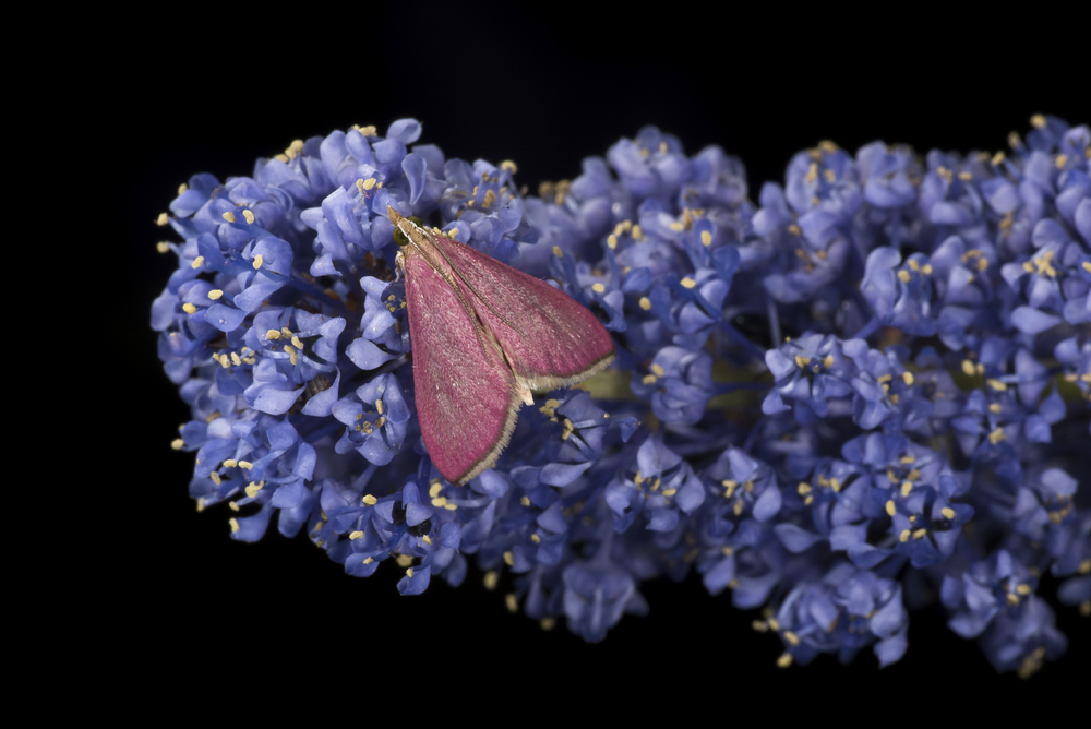 Inornate Pyrausta Moth - Pyrausta inornatalis