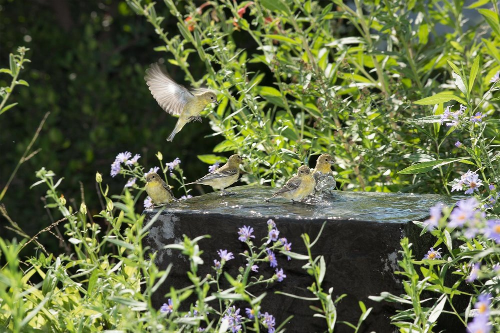 Lesser Goldfinches - Spinus psaltria