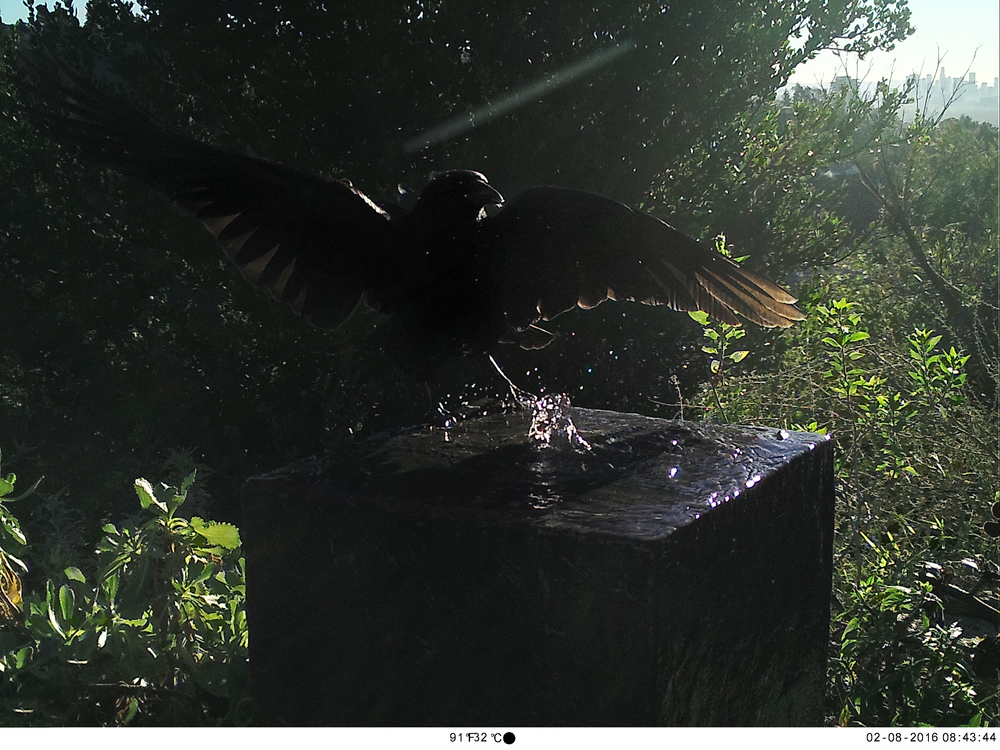 Common Raven