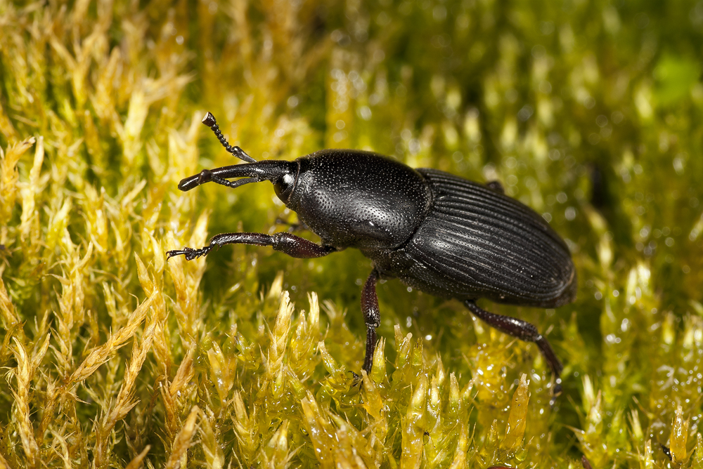Yucca Weevil — Scyphophorus yuccae