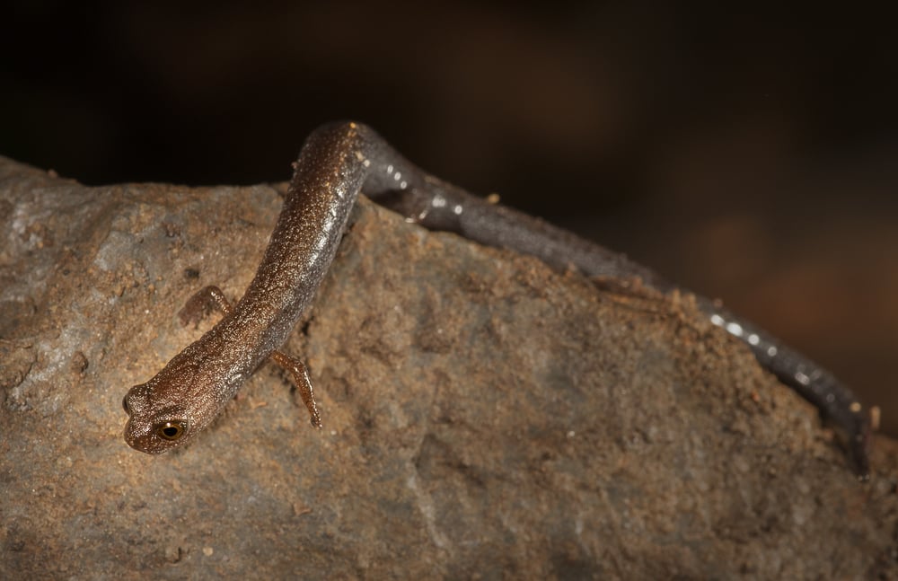 Garden Slender Salamander - Batrachoseps major major