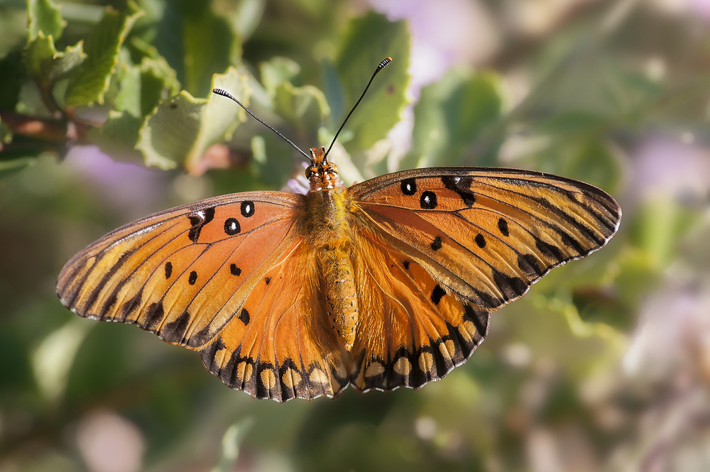 Gulf Fritillary - Agraulis vanillae