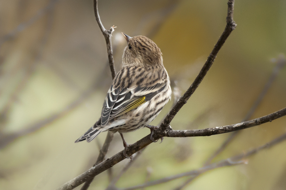 Pine Siskin