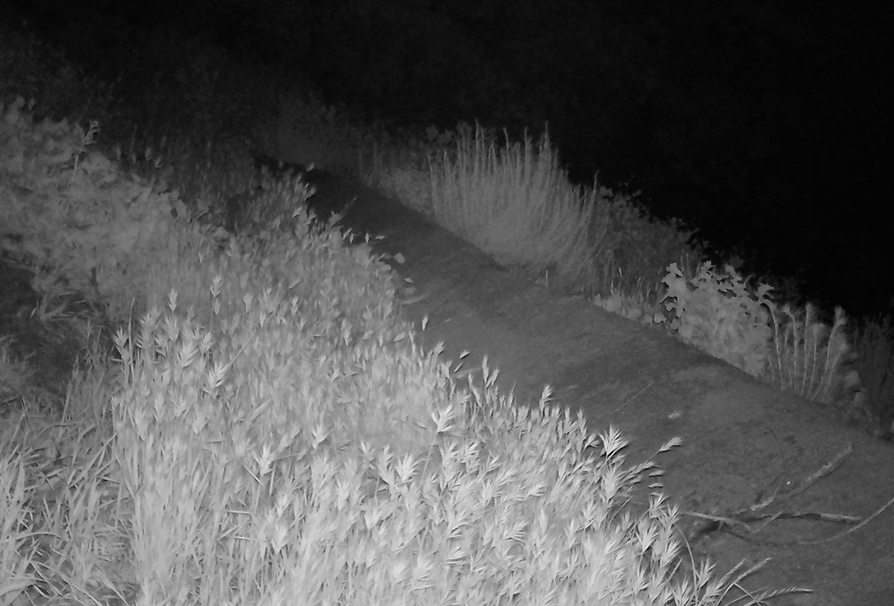 Felis catus and something lurking in the dark.