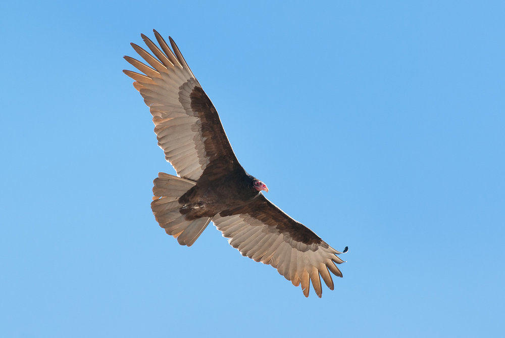 Turkey Vulture - Cathartes aura