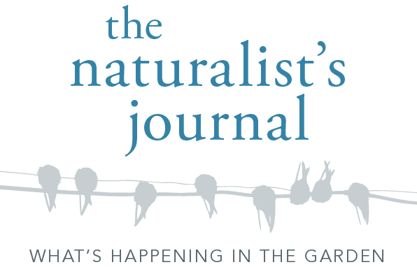 logo-the-naturalists-journal logo-the-naturalists-journal