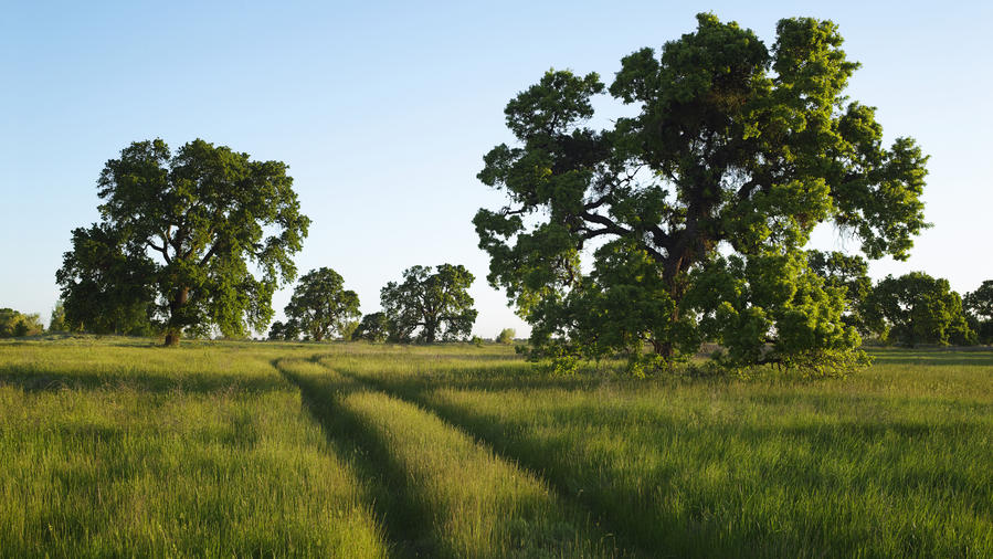 Why California Oaks Are Important Gottlieb Native Garden