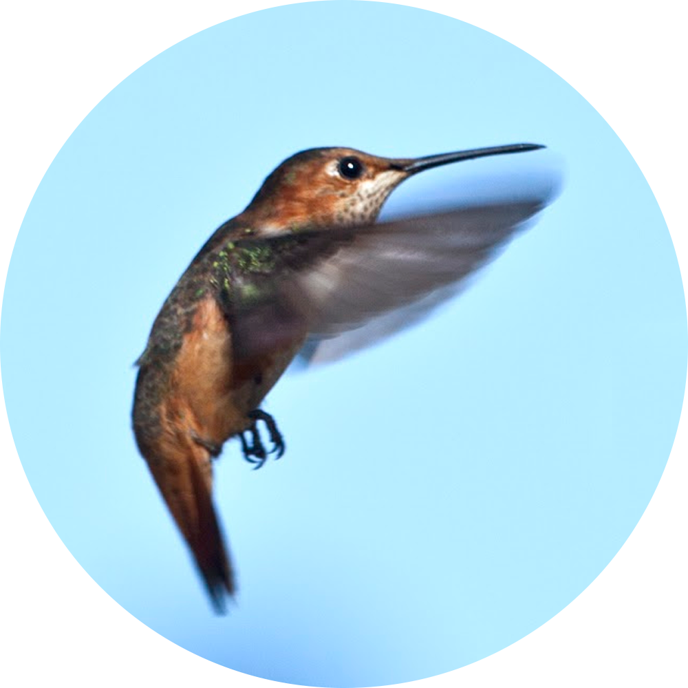 plant-hummingbird-circle
