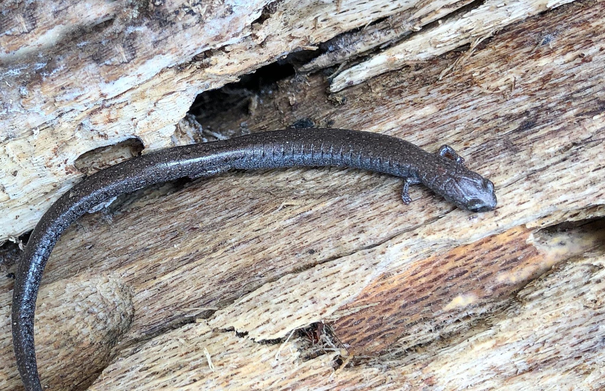 Slender Salamanders Gottlieb Native Garden