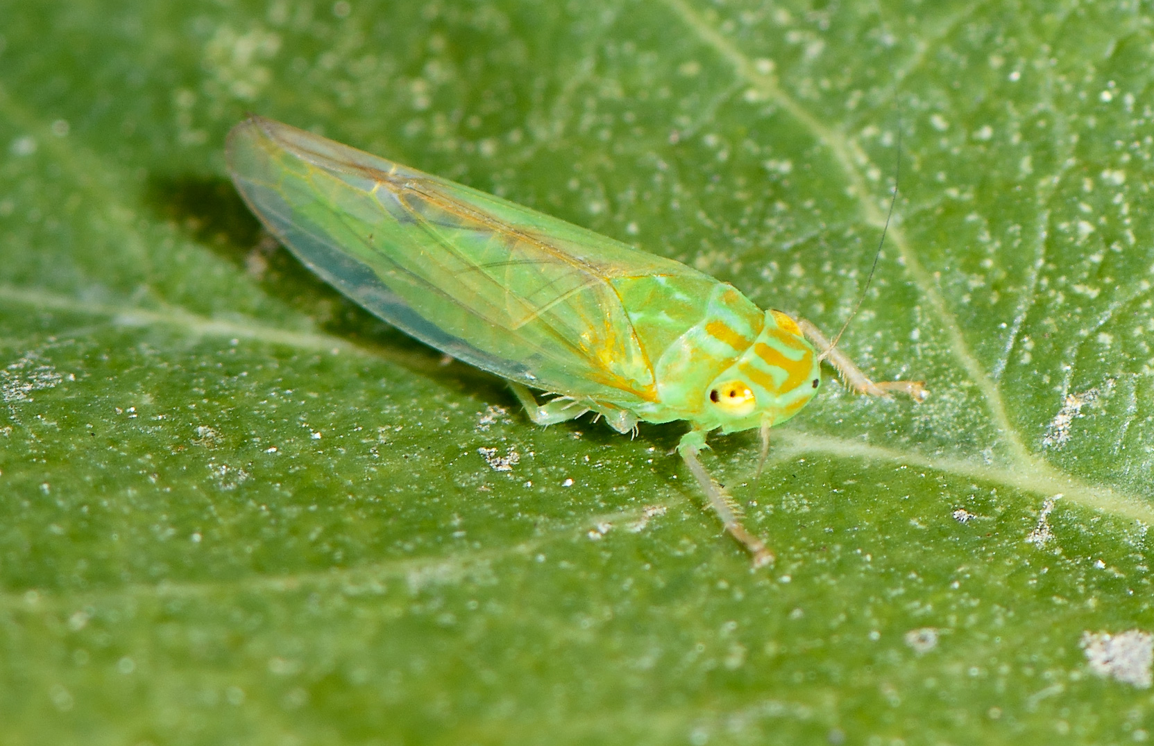 Augenstein Insects Over 1100 species! - Gottlieb Native Garden