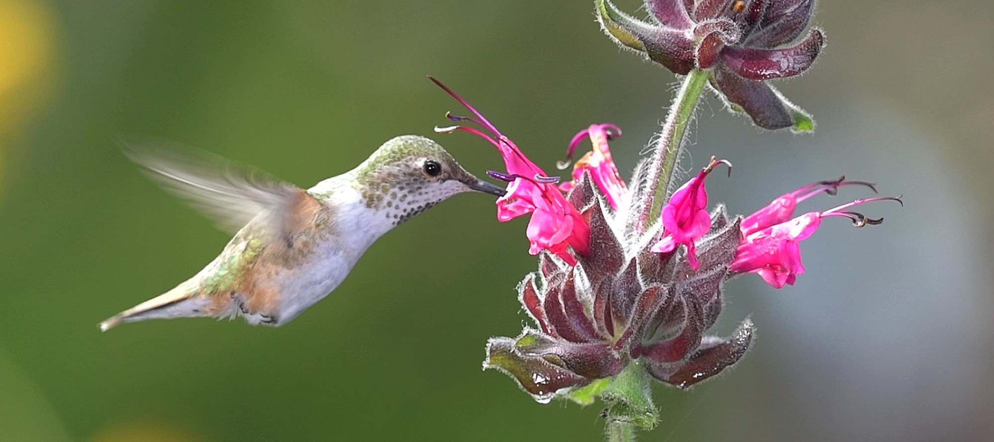 Hummingbird Sage - Gottlieb Native Garden