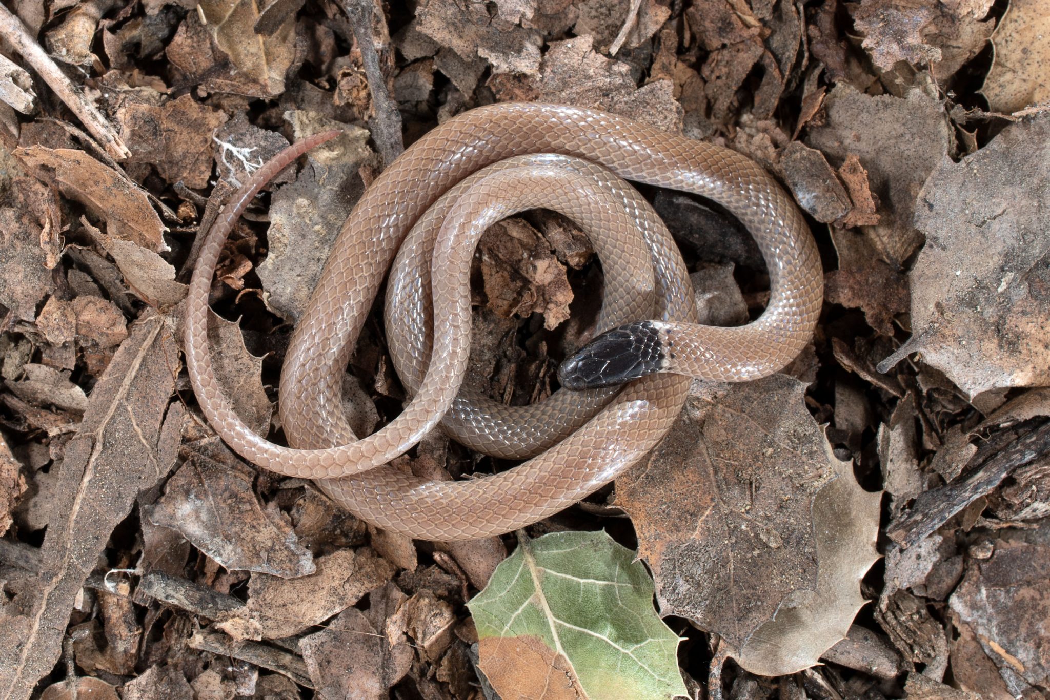 western-black-headed-snake-gottlieb-native-garden