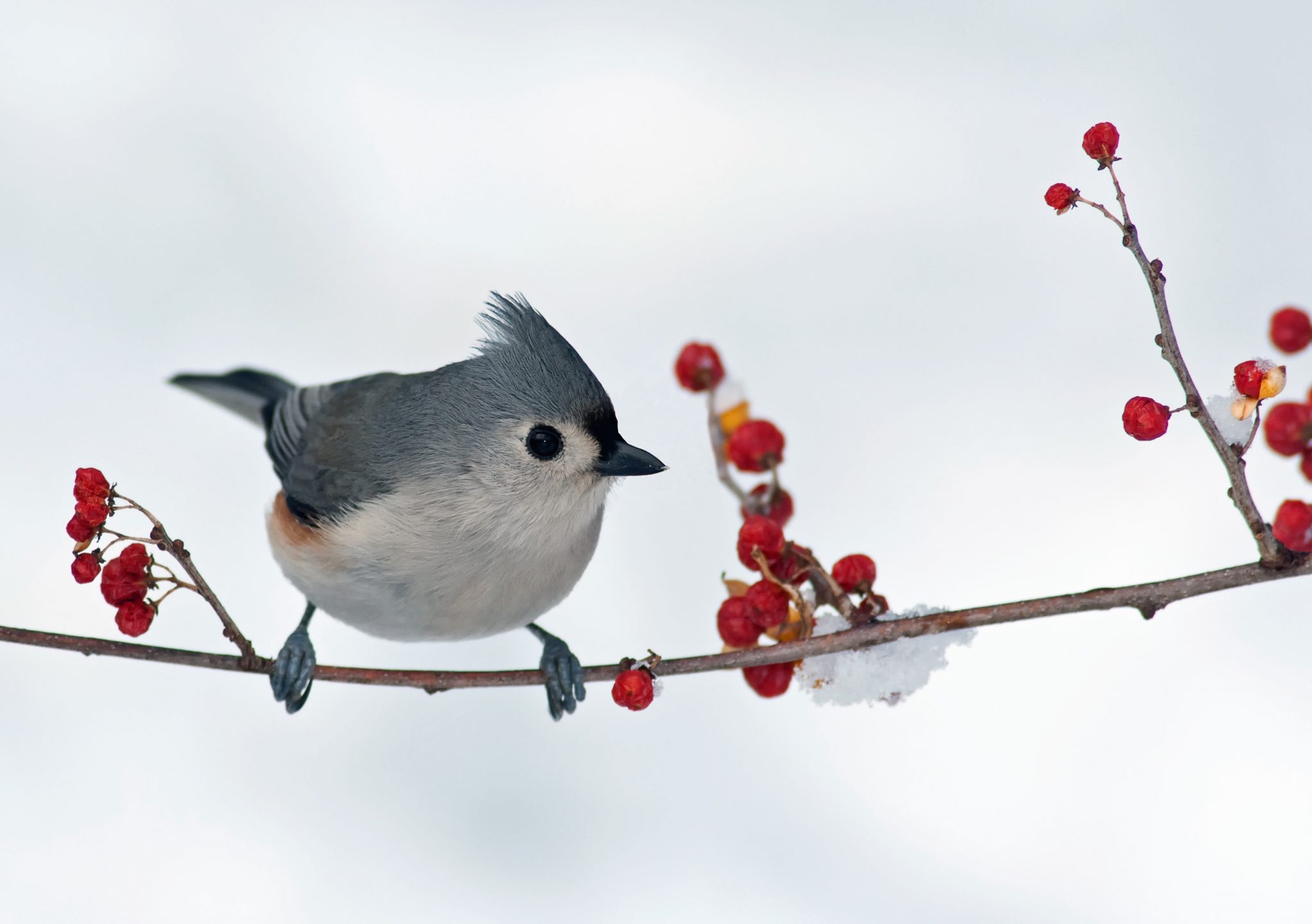 wildlife-needs-help-when-it-snows-gottlieb-native-garden