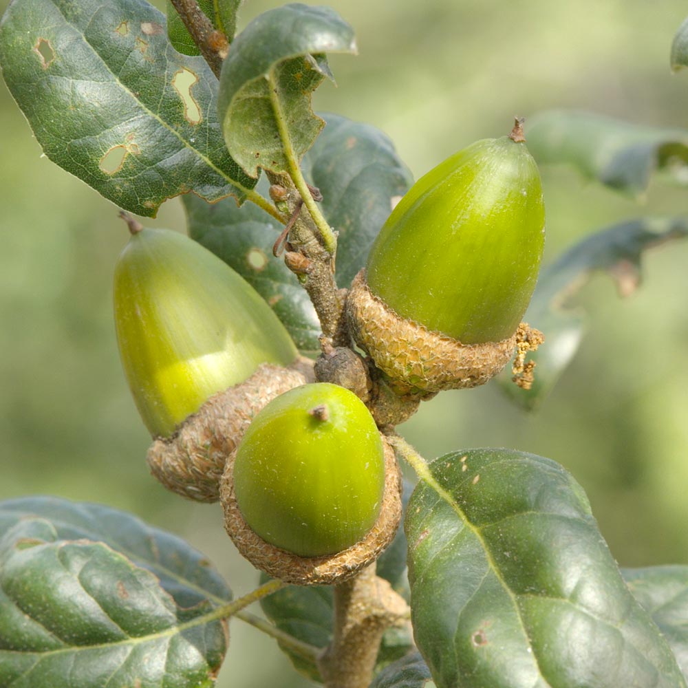 Acorns_Web