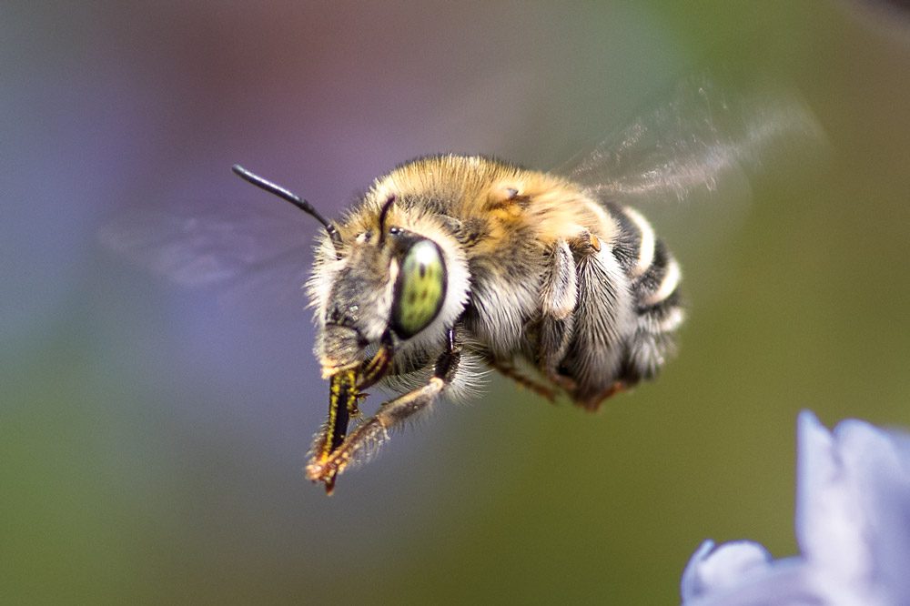 AnthophorineBee