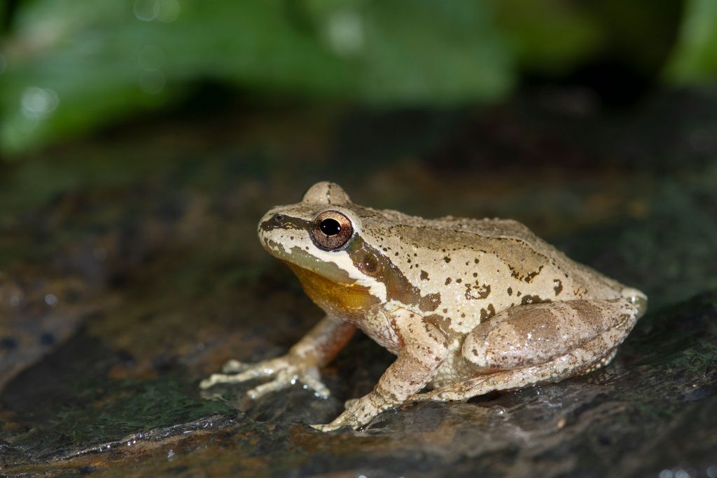 Baja California Tree Frogs - Gottlieb Native Garden