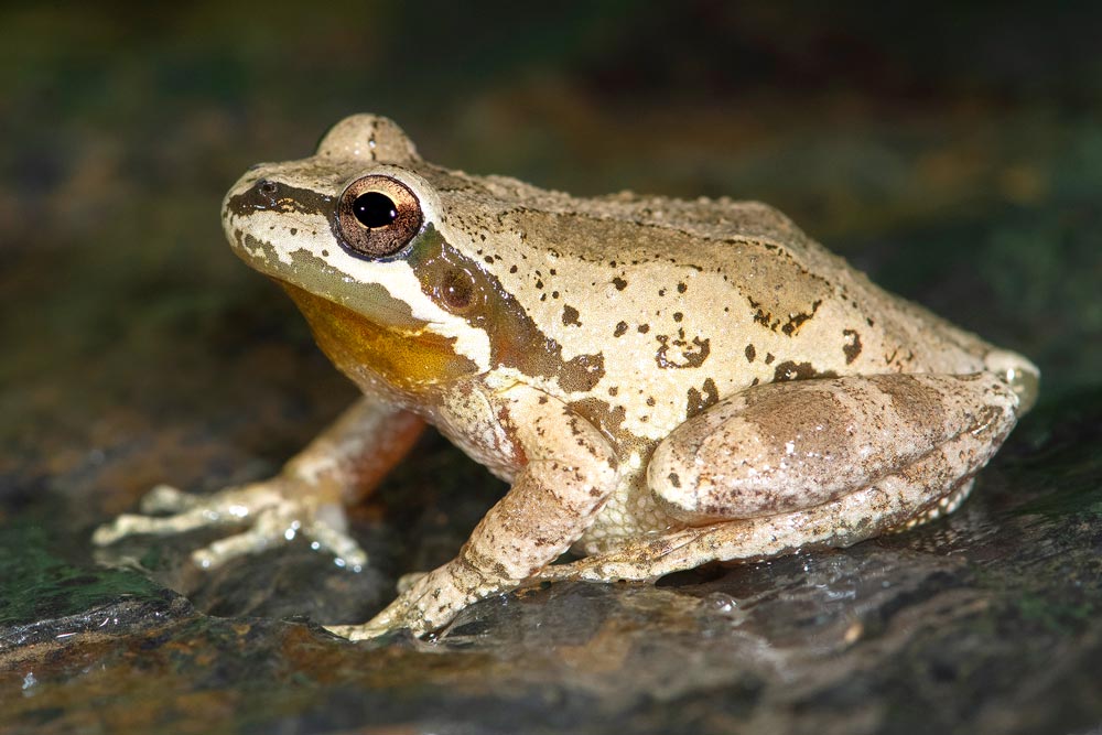 BajaTreeFrogSitRock