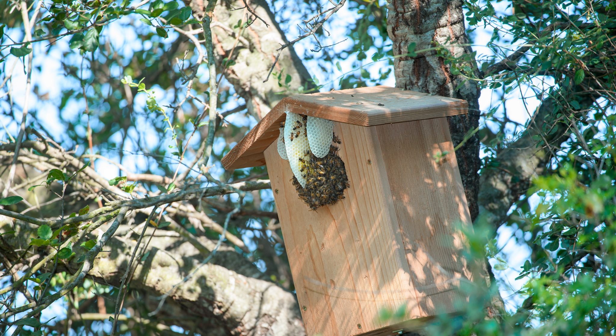 Western ScreechOwl Box? Gottlieb Native Garden
