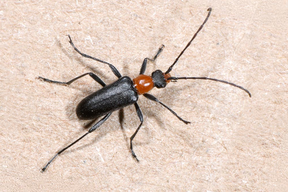 BlackAndRedBeetle4