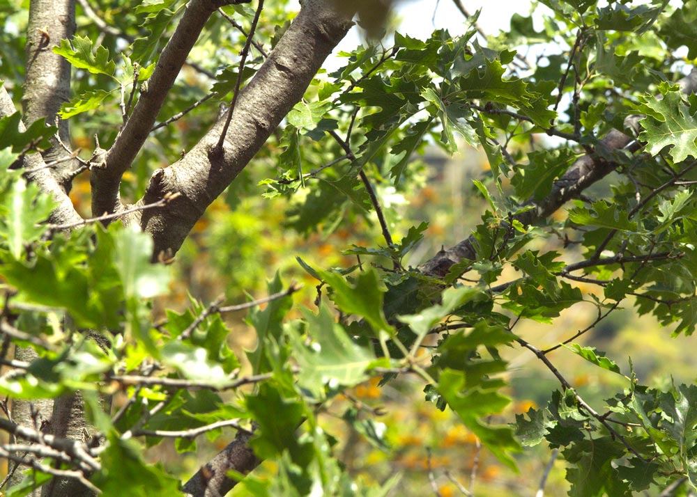 BlackOak2