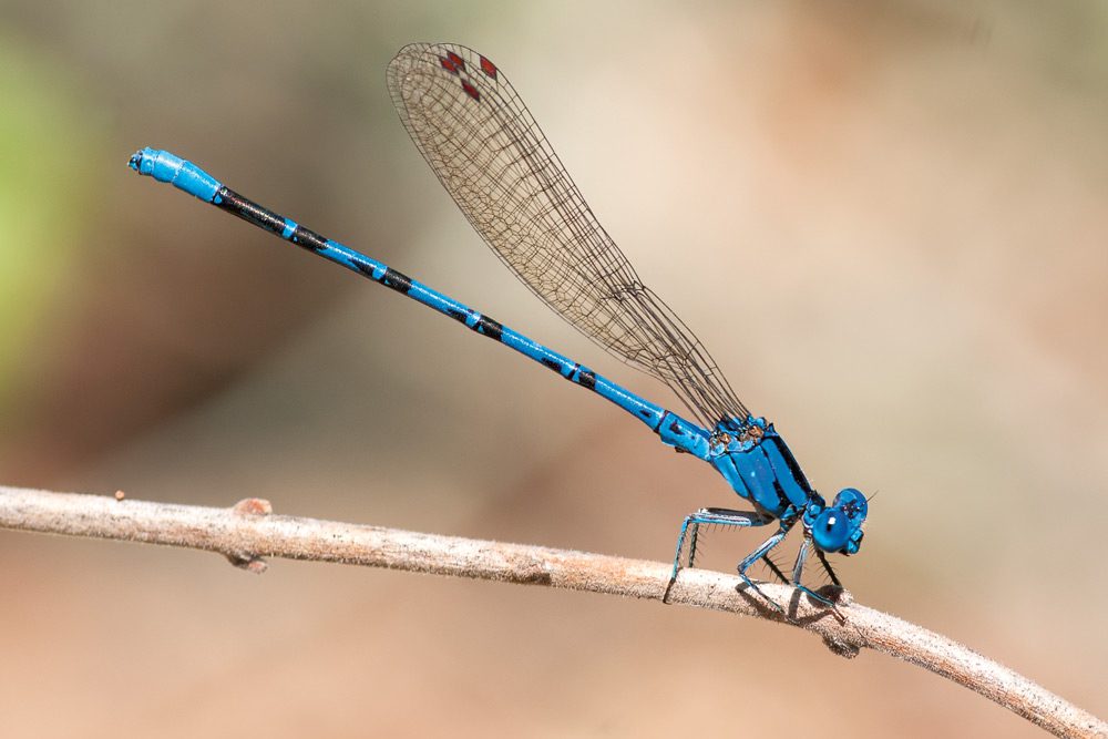 BlueDamselfly